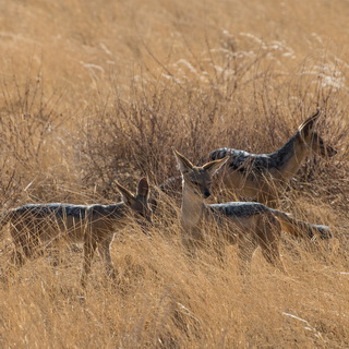 Samburu - Family of black-backed jackals